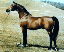 Bay Abi