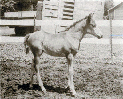 Naritha as a foal
