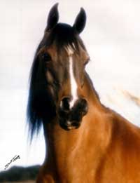 Taffona
